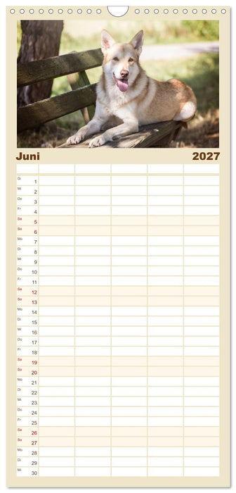 Wolfshunde 2027 (CALVENDO Familienplaner 2027)