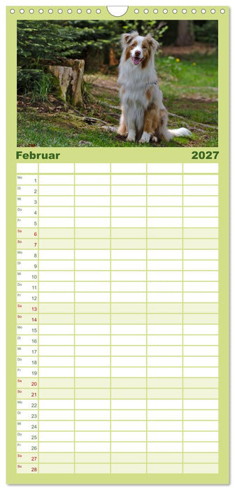 Australian Shepherd - Augenblicke (CALVENDO Familienplaner 2027)