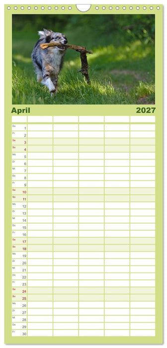 Australian Shepherd - Augenblicke (CALVENDO Familienplaner 2027)