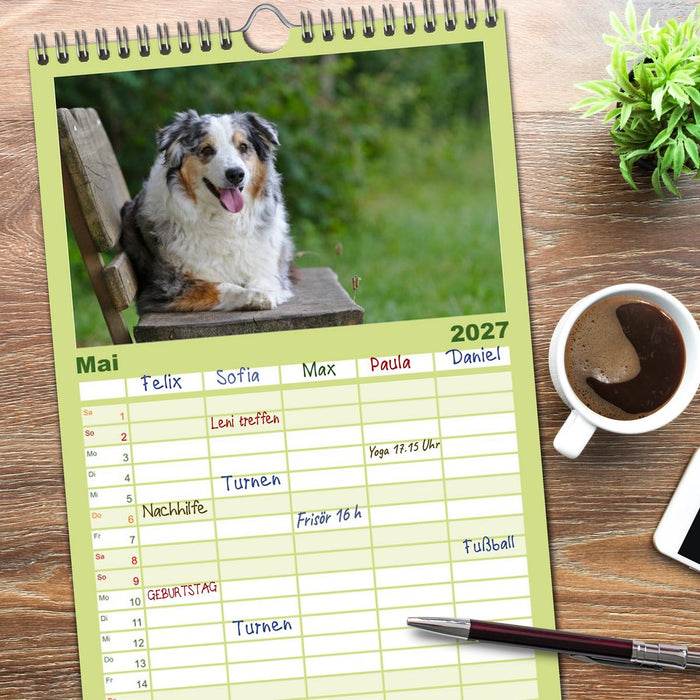 Australian Shepherd - Augenblicke (CALVENDO Familienplaner 2027)