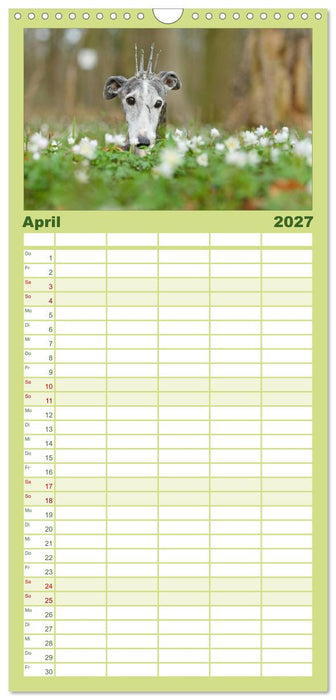 Der Windhundekalender (CALVENDO Familienplaner 2027)