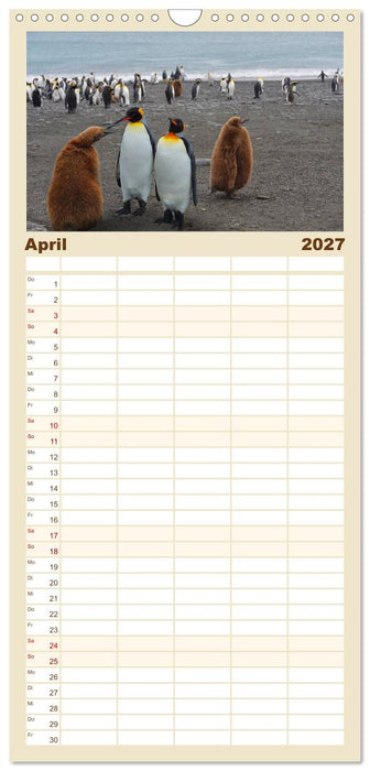 Im Reich der Pinguine (CALVENDO Familienplaner 2027)
