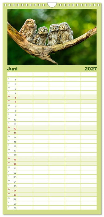 Steinkäuze (Athene noctua) (CALVENDO Familienplaner 2027)
