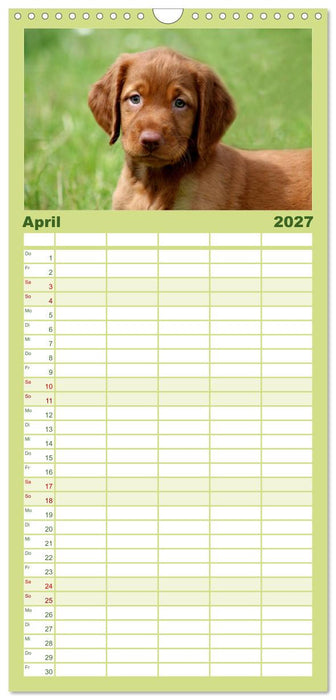 Magyar Vizsla Welpen (CALVENDO Familienplaner 2027)