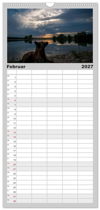 Belgische Schäferhunde - Der Malinois im Licht (CALVENDO Familienplaner 2027)