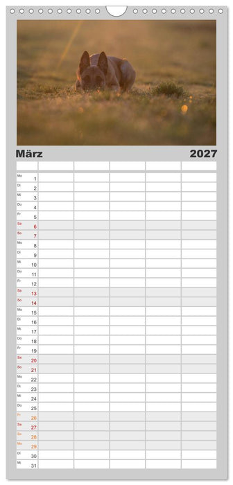 Belgische Schäferhunde - Der Malinois im Licht (CALVENDO Familienplaner 2027)