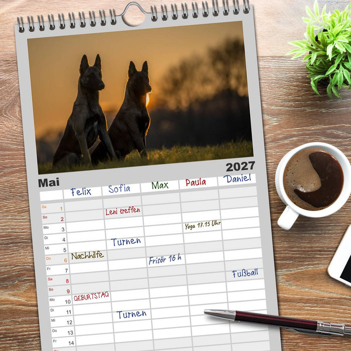 Belgische Schäferhunde - Der Malinois im Licht (CALVENDO Familienplaner 2027)