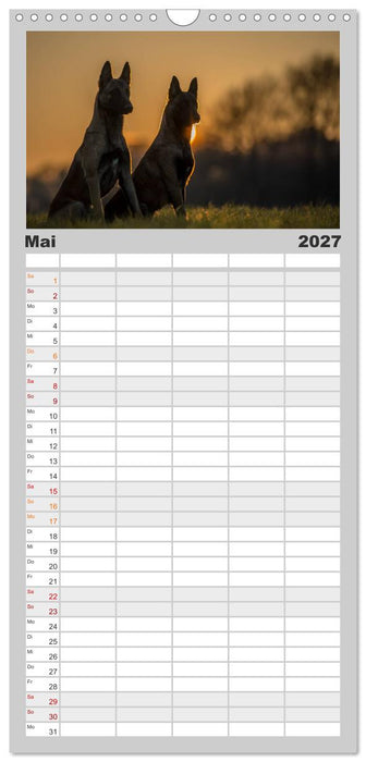 Belgische Schäferhunde - Der Malinois im Licht (CALVENDO Familienplaner 2027)