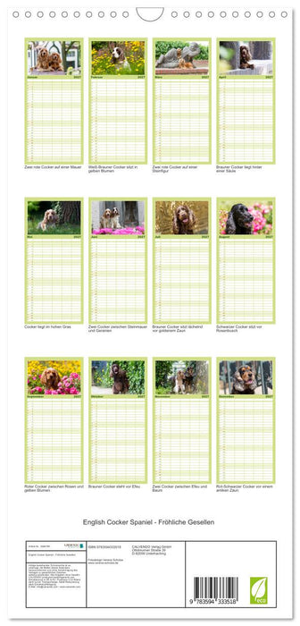English Cocker Spaniel - Fröhliche Gesellen (CALVENDO Familienplaner 2027)