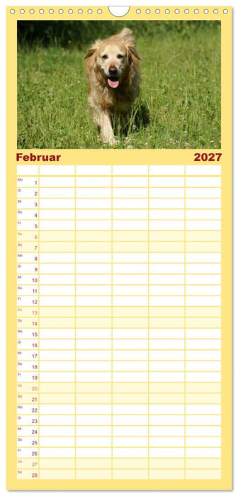 Golden Retriever Power (CALVENDO Familienplaner 2027)