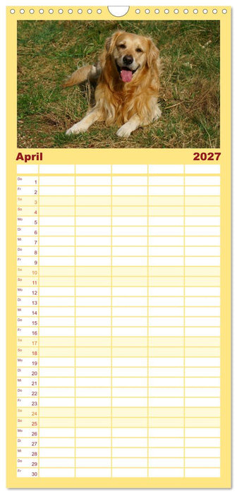 Golden Retriever Power (CALVENDO Familienplaner 2027)