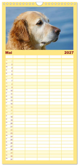 Golden Retriever Power (CALVENDO Familienplaner 2027)
