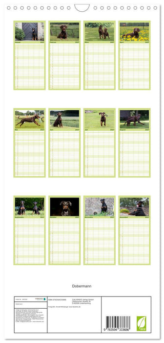 Dobermann (CALVENDO Familienplaner 2027)