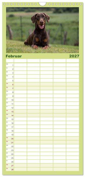 Dobermann (CALVENDO Familienplaner 2027)