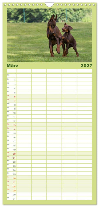 Dobermann (CALVENDO Familienplaner 2027)