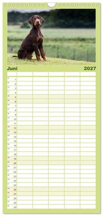 Dobermann (CALVENDO Familienplaner 2027)