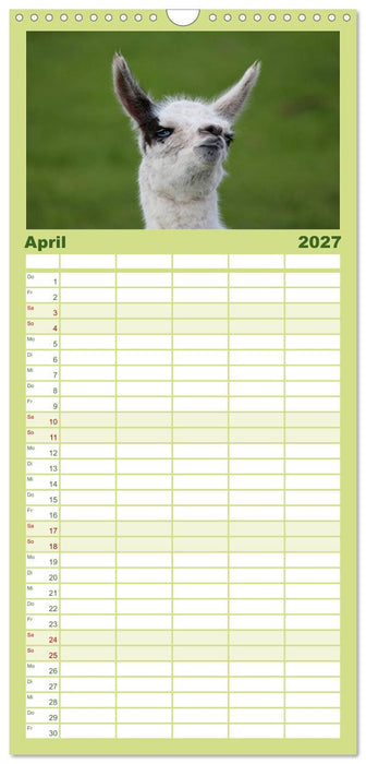Lama-Kalender (CALVENDO Familienplaner 2027)