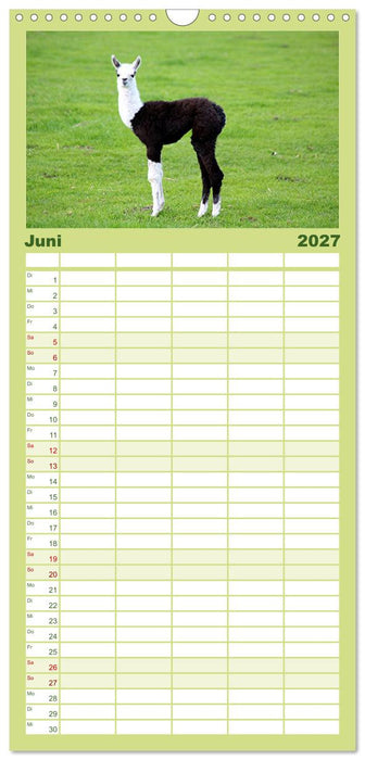 Lama-Kalender (CALVENDO Familienplaner 2027)