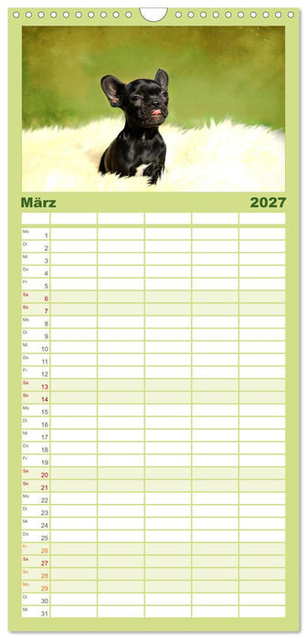 Französische Bulldoggen (CALVENDO Familienplaner 2027)