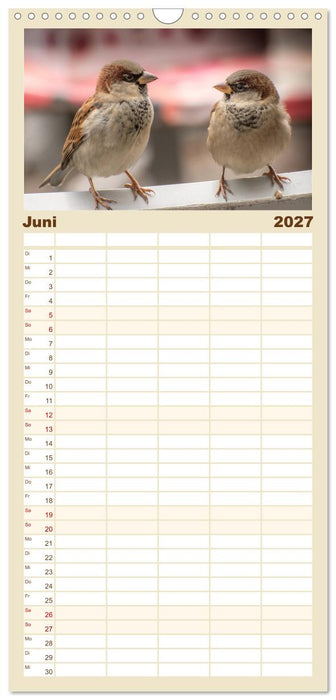 Spatzen (CALVENDO Familienplaner 2027)