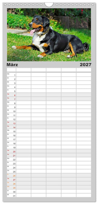Schweizer Sennenhunde - aus den Schweizer Alpen (CALVENDO Familienplaner 2027)