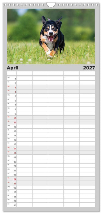 Schweizer Sennenhunde - aus den Schweizer Alpen (CALVENDO Familienplaner 2027)