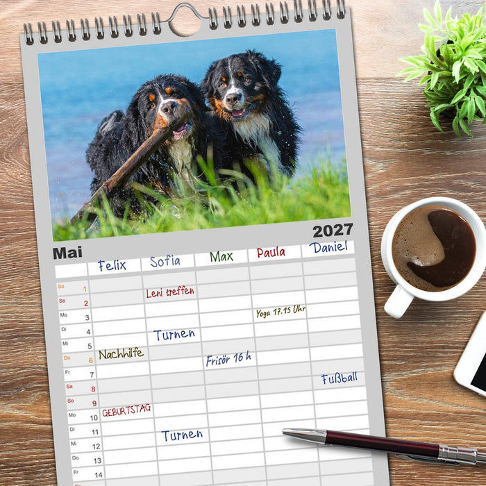 Schweizer Sennenhunde - aus den Schweizer Alpen (CALVENDO Familienplaner 2027)