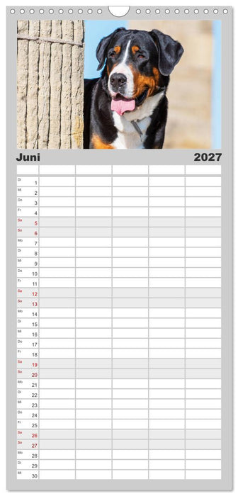Schweizer Sennenhunde - aus den Schweizer Alpen (CALVENDO Familienplaner 2027)