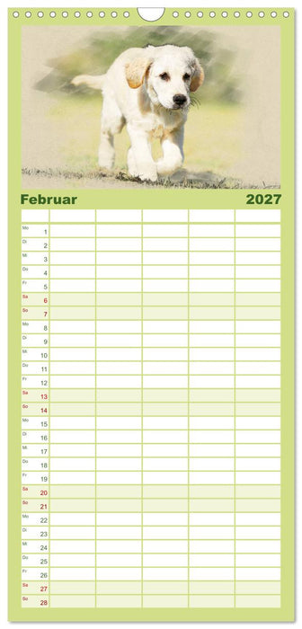 Golden Retriever (CALVENDO Familienplaner 2027)