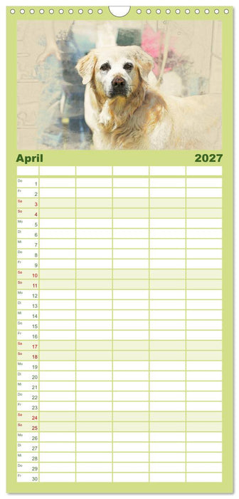 Golden Retriever (CALVENDO Familienplaner 2027)