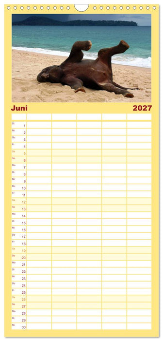 Elefanten. Badespaß am Strand (CALVENDO Familienplaner 2027)