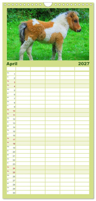 Ponys. Herzensbrecher mit Grips (CALVENDO Familienplaner 2027)