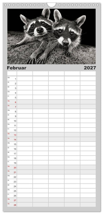 Waschbären - Maskierte Gauner (CALVENDO Familienplaner 2027)