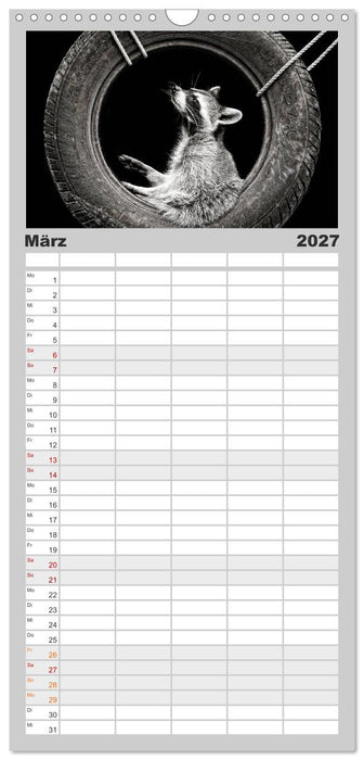 Waschbären - Maskierte Gauner (CALVENDO Familienplaner 2027)