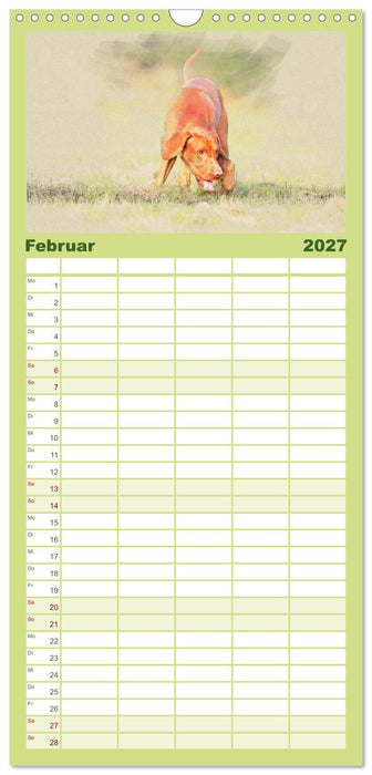 Magyar Vizsla 2027 (CALVENDO Familienplaner 2027)