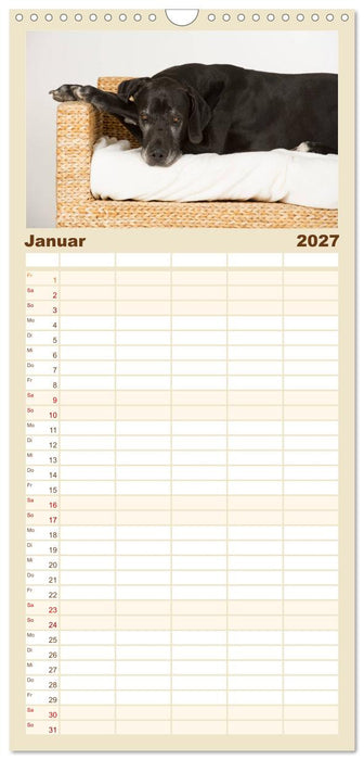 Deutsche Doggen / Geburtstagskalender (CALVENDO Familienplaner 2027)