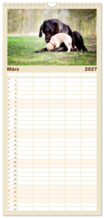 Deutsche Doggen / Geburtstagskalender (CALVENDO Familienplaner 2027)