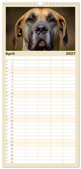Deutsche Doggen / Geburtstagskalender (CALVENDO Familienplaner 2027)