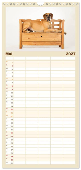 Deutsche Doggen / Geburtstagskalender (CALVENDO Familienplaner 2027)