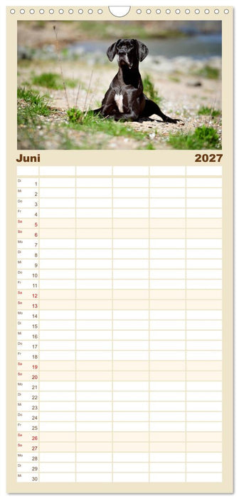 Deutsche Doggen / Geburtstagskalender (CALVENDO Familienplaner 2027)
