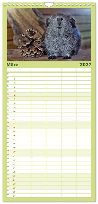 Meerschweinchen. Geliebte Nager (CALVENDO Familienplaner 2027)