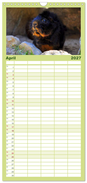 Meerschweinchen. Geliebte Nager (CALVENDO Familienplaner 2027)