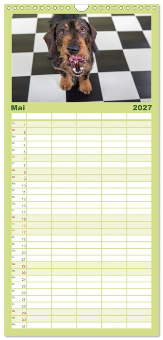 DACKEL DACHSHUND TECKEL 2027 (CALVENDO Familienplaner 2027)