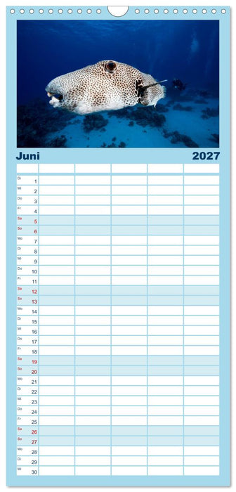 Tauchen im Roten Meer 2027 (CALVENDO Familienplaner 2027)