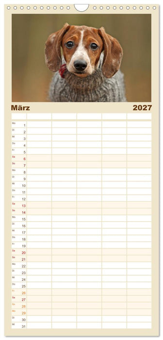 Die Dackel daggeln.... (CALVENDO Familienplaner 2027)
