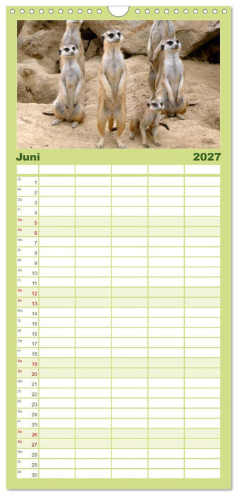 Erdmännchen (CALVENDO Familienplaner 2027)