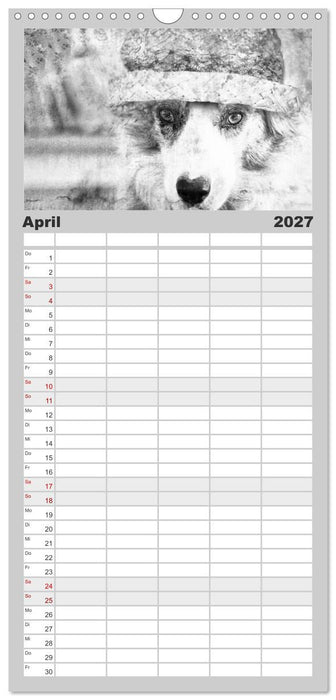 Hütehunde (CALVENDO Familienplaner 2027)