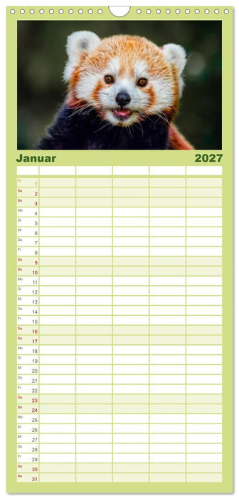 Kleiner Panda (CALVENDO Familienplaner 2027)