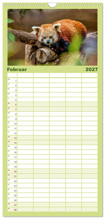 Kleiner Panda (CALVENDO Familienplaner 2027)