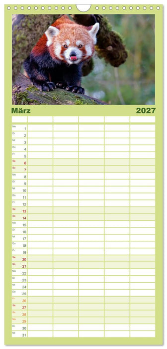 Kleiner Panda (CALVENDO Familienplaner 2027)